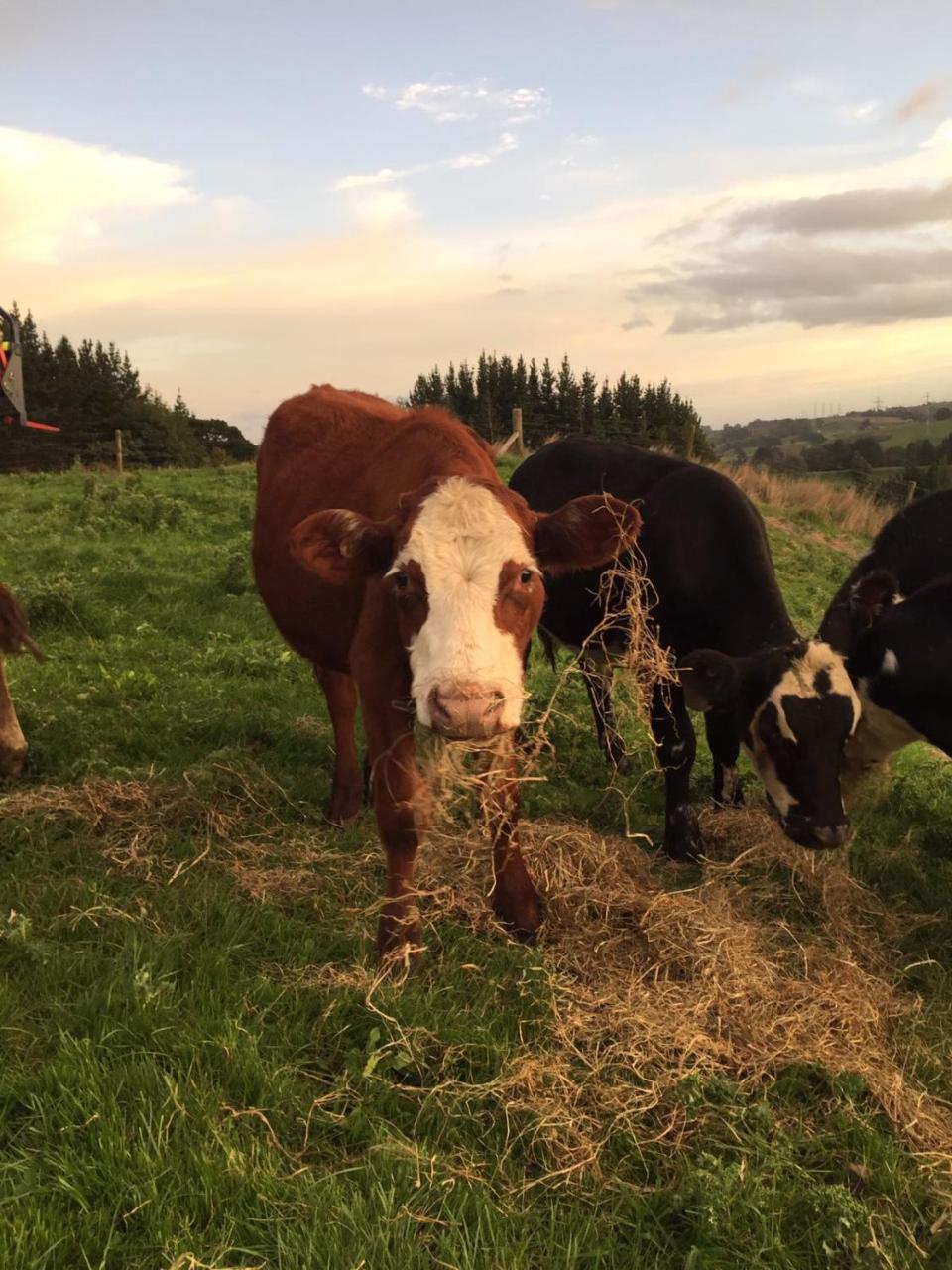 Above The River Karapiro Bed & Breakfast Esterno foto